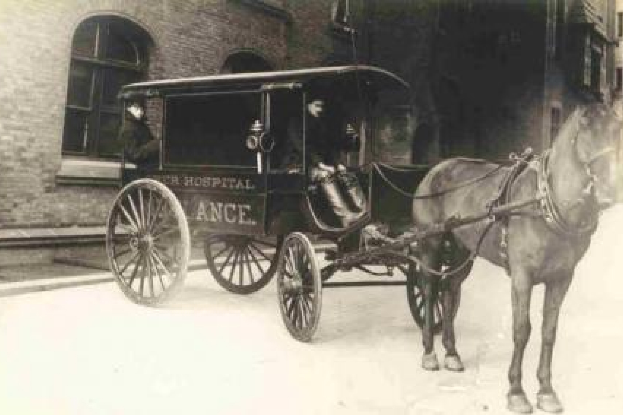 Horse wearing harness attached to the ambulance carriage