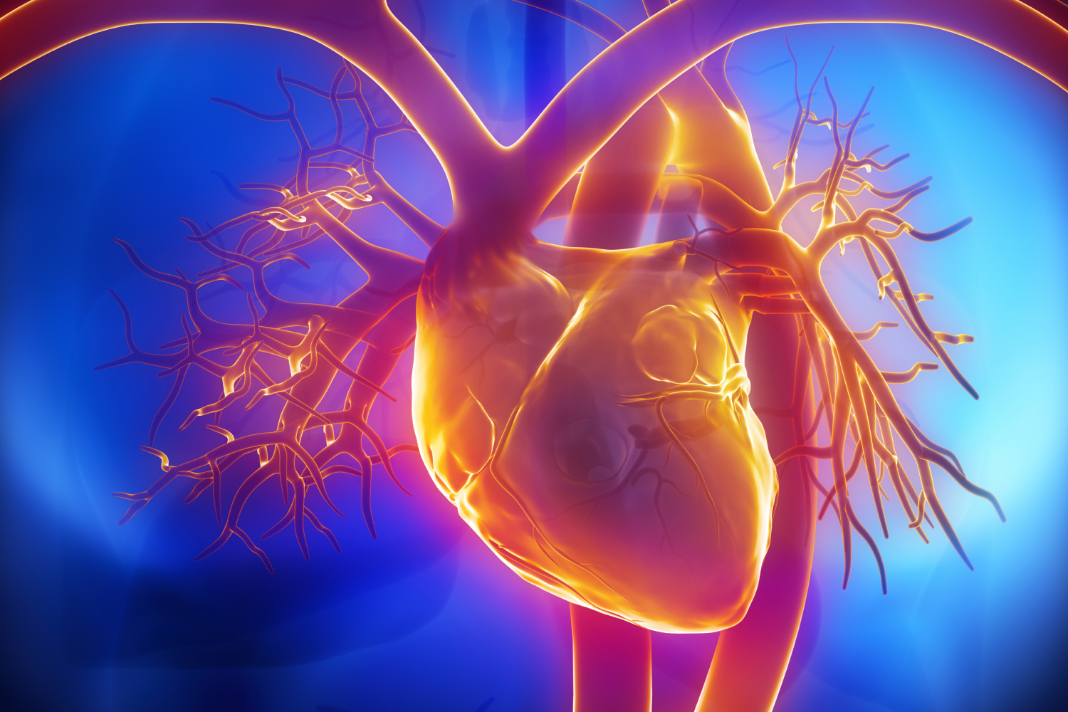 3d rendering of the cardiovascular system