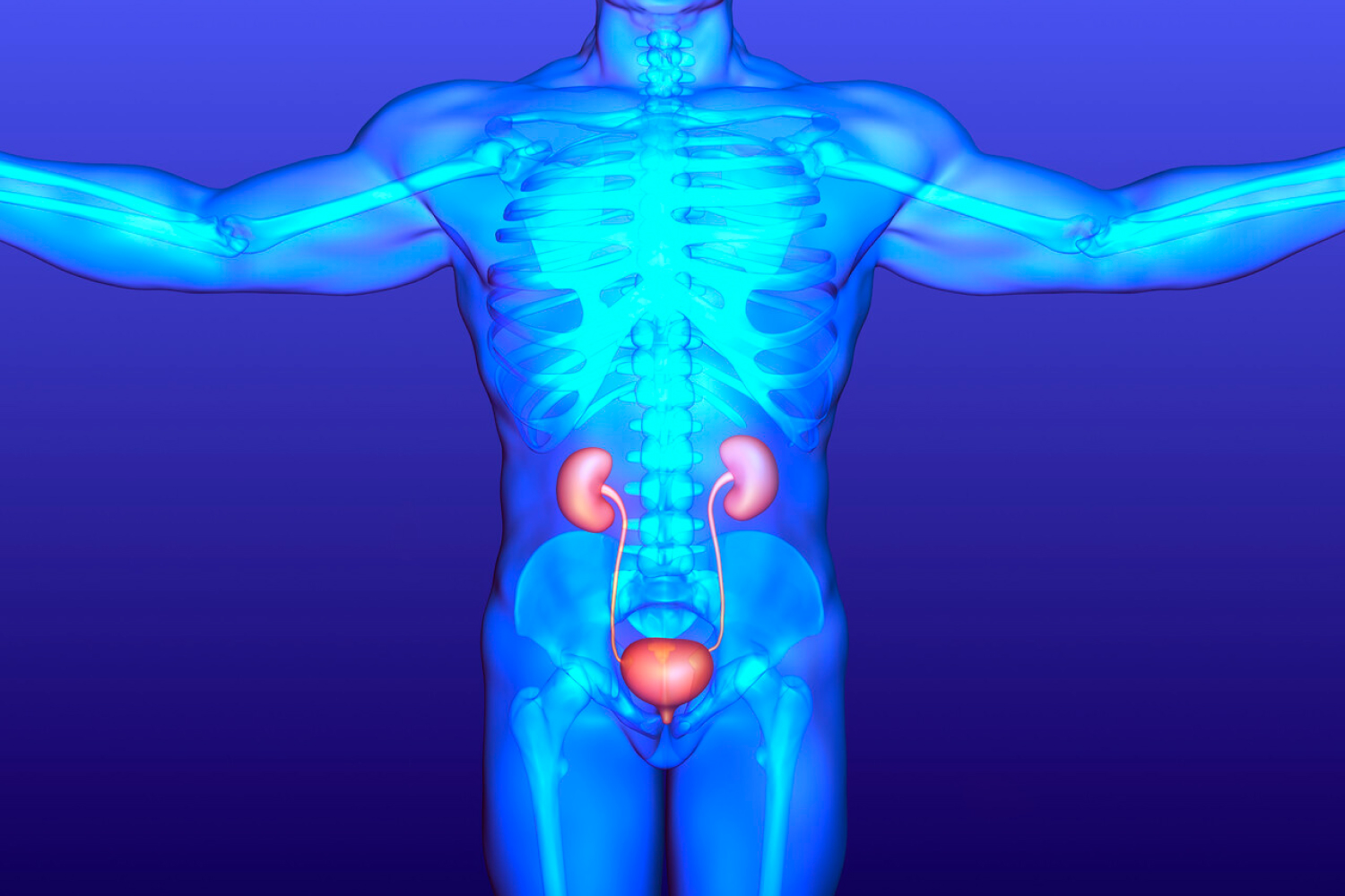 3D rendering of human body with visible skeletal and renal systems